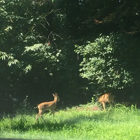 The Mansion House Villa Capannina Frühstückspension 3*